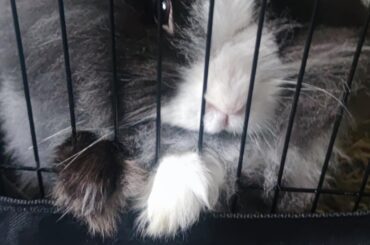 Baby jail for baby crimes (the enclousure is open)