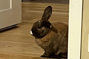 What type of bun is Edwin?