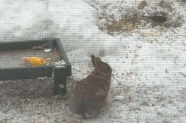 Is this Bunny wild or domestic?