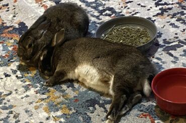 Crusher and Lady were recently banned from r/rabbits because a joke about Crusher nibbling my finger got labeled as a ‘medical advice’ post. So here they are, still being menaces