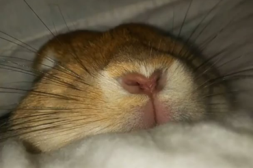 What it looks like when your bunny is sleeping with you 🥰❤️