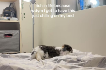 Chilling with my bun Miso