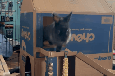 She’s so happy!!  Mange bunny is all better!