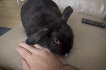 Getting sly pats
