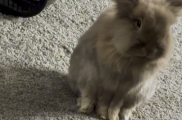 caught my bun falling asleep