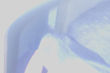 Is this a cut on my rabbits ear?