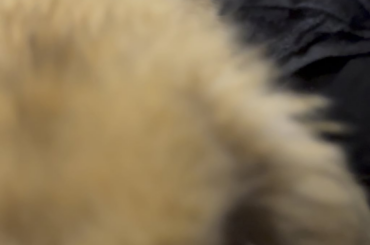 What does honking like this mean?