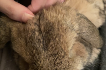 Is my bunny scared?