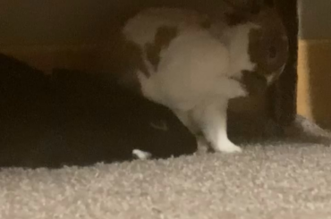 Anyone else’s bunny get shy when you spot them grooming themselves? 😭😅