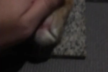 Charlotte licking my hand while dreaming