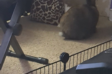 Look away for one minute and this is what my boy rabbit gets into.