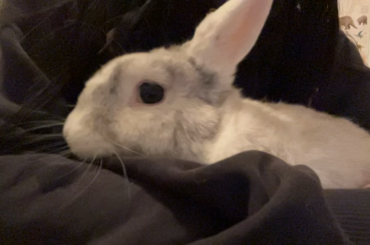 how do you guys deal with your animal aging ?