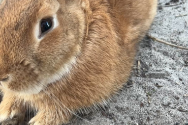 He is just such a good and sweet little bunny.