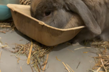 When you get your Christmas dinner in your dewlap.