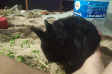 4 years of doting on my little girl (Fang)