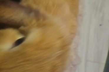 What breed is my son?