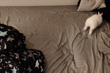 I just washed my bedding and Pete is very excited about it lol