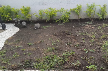 Pepper and Omega discovered the garden