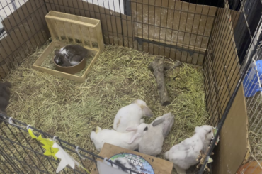 Cute bunnies 🤗❤️