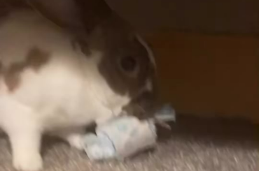 The ferocious beast shows no mercy.