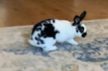 Some diabolical and poorly-framed binkies