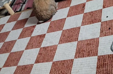 Brainless bunny binkies into tunnel after hearing it was breakfast time