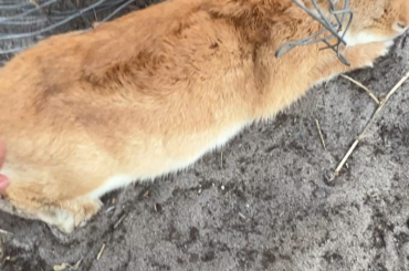 Back again - I picked up some Oxbow orchard hay today and it was a big nope from Lola Bun and Comrade Bun.