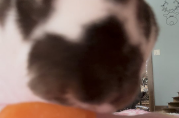 (Oc) just nibbling my carrot 🥕