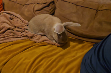Flemish Giant Bunny Flop