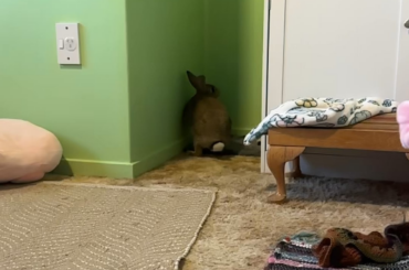 I totally forgot to post on Peris official gotcha day! But I’m here now 💖 one whole year blessed by this magical zoomie creature. Enjoy the slow mo binkies lol. Thank you all for loving and cherishing peri for this entire year I can’t thank you enough xx