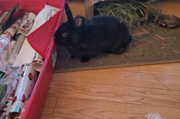 Wrapping gifts 🎁 with the curious bun!