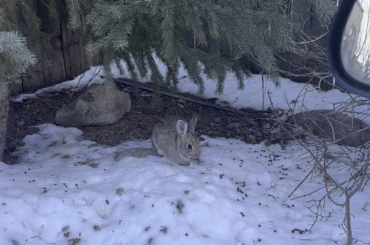 I would die for this little guy living in my yard (OC)