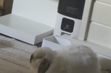 Bunny breathing okay?