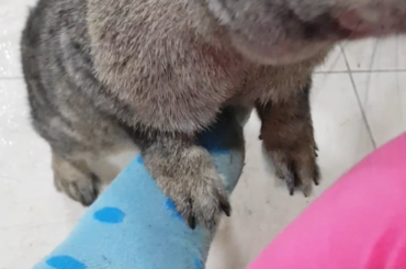 Here comes the apple begger