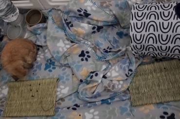 New bunny scratches his ears every 10 to 15 minutes