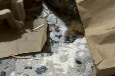 What did Santa bring Lady in this paper sack?