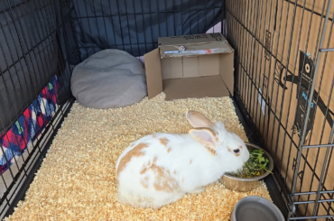 I rescued this cutie, but don't know what I'm doing.