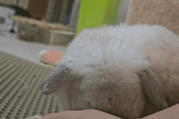 Momo the snack thief ✨