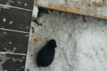Can't beat frosty carrot chunks under the porch!