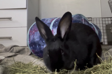 How do you categorize this bun noise?