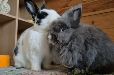 Timmy enjoying Needle's grooming