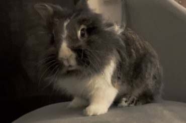 Attention!!! I am adorable!