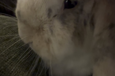 What in the Nibbles?