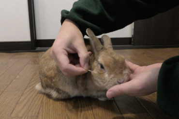 Senta gets a haircut 💇