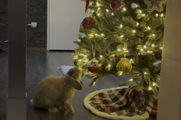 The Christmas tree is mine now 🌲