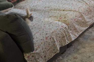 Someone’s excited for Santapaws to come next week