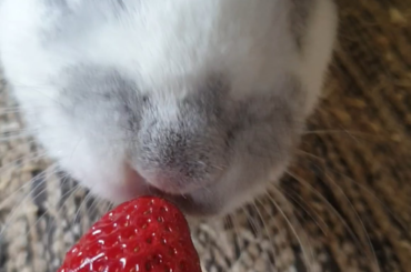 Bunny ASMR with strawberry