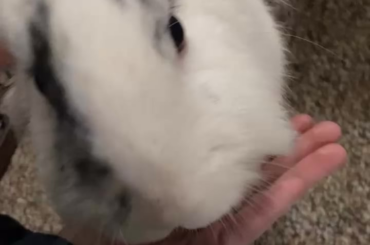 A very distinguished gentleman