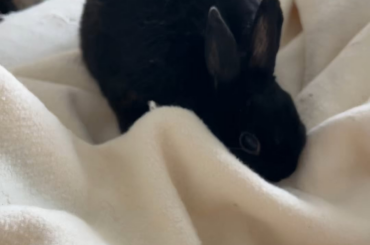 Do you think she has me well trained? Miss Tiggles knows I don’t like it when she bites the blanket