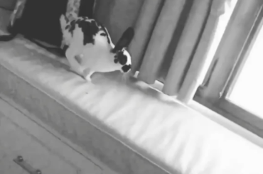 Some very old clips of my now 11 year old, Paisley